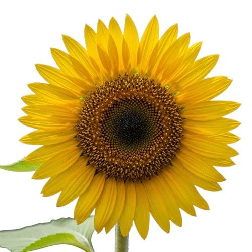 Sunflower Rennaker suplemento em goma para cabelos